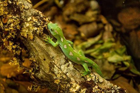 Gecko, Kiwi House, Northland