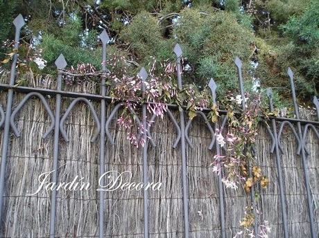 jazmín-en-un-lugar-de-sombra