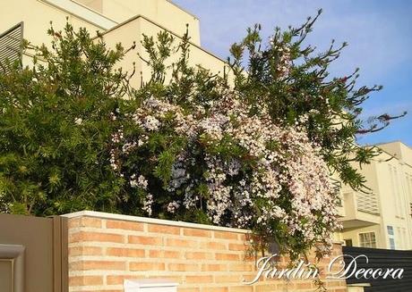 jazmín-en-un-lugar-soleado