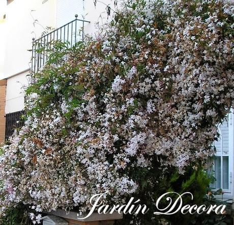 jazmín-cubriendo-un-arco