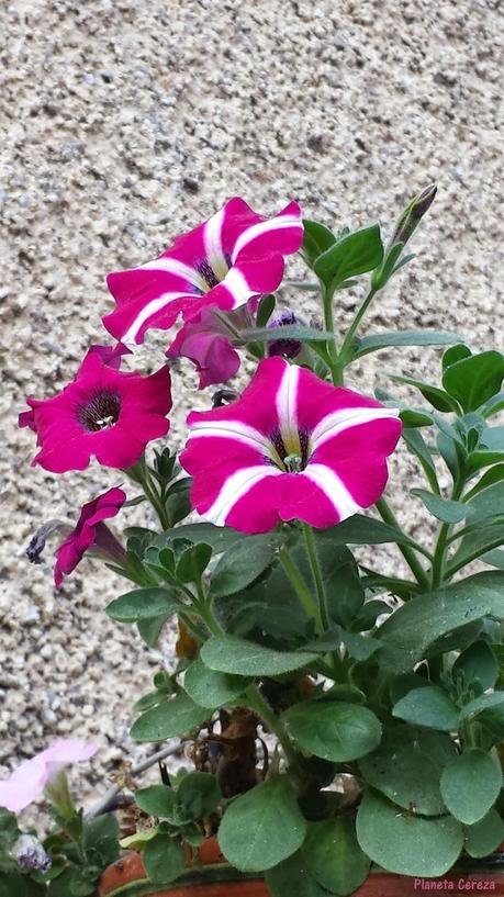 La Vuelta al Mundo con Jackie Rueda