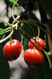 Principales beneficios de la Cereza del Jerte para la salud