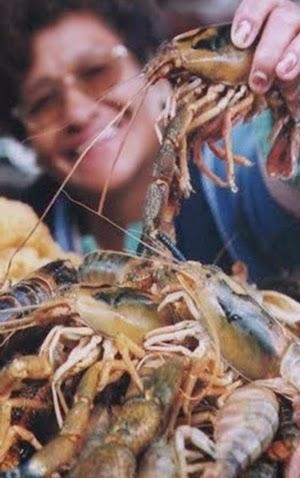 CAPACITAN A  PESCADORES Y RECOLECTORES DE CAMARÓN...