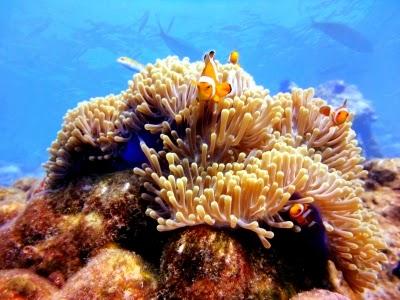 Una proteína hallada en un coral de Australia bloquea el VIH