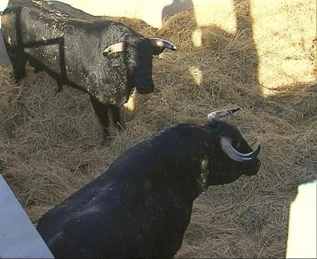 LOS TOROS DE LUIS ALGARRA YA ESTÁN EN EL COLISEO