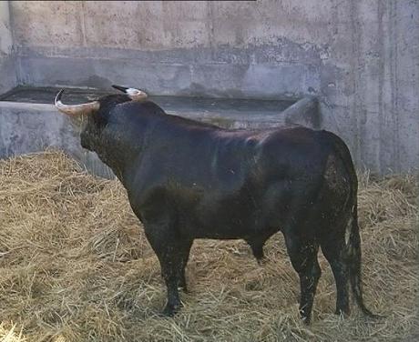 LOS TOROS DE LUIS ALGARRA YA ESTÁN EN EL COLISEO