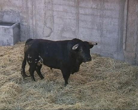 LOS TOROS DE LUIS ALGARRA YA ESTÁN EN EL COLISEO