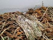 Sopa hojas rábano seco, bolas pequeñas patatas excrementos animales