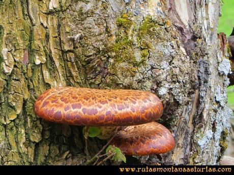 Ruta Peña Redonda: Hongos en el árbol