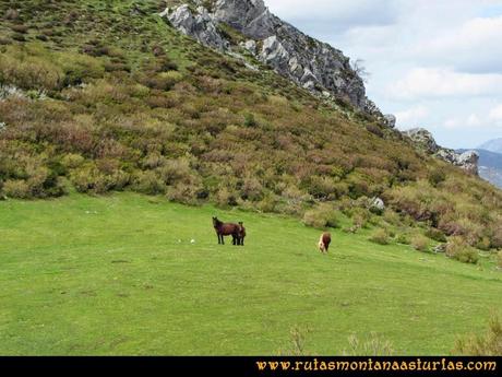 Ruta Peña Redonda: Pradera con caballos