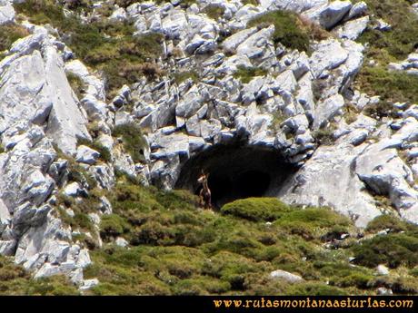 Ruta Peña Redonda: Animal en la cueva observándonos