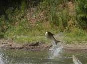 zombie está punto invadir Canadá