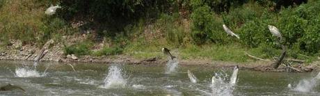 carpa asiatica saltando fuera del agua