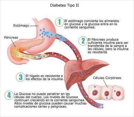 Grasa no saturada para evitar la grasa abdominal Grasa no saturada para evitar la grasa abdominal