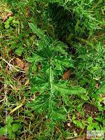 Parque Prusia Parque Prusia