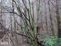 Parque Prusia Parque Prusia