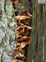 Parque Prusia Parque Prusia