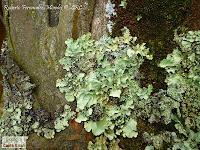 Parque Prusia Parque Prusia