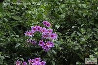 Parque Prusia Parque Prusia