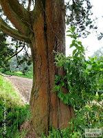 Parque Prusia Parque Prusia