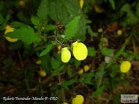 Parque Prusia Parque Prusia