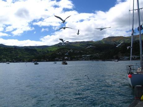 CAPITULO XXIV: Postales de Nueva Zelanda | Parte 2 Postales de Nueva Zelanda