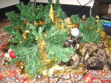 CAPITULO XXIV: Postales de Nueva Zelanda | Parte 2 Postales de Nueva Zelanda