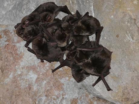 Agentes para la Protección de la Naturaleza del Gobierno de Aragón: Los Ojos de la Ciencia