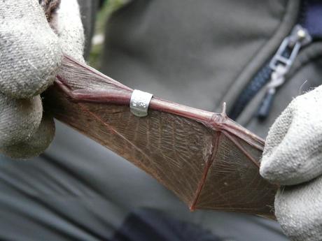 Agentes para la Protección de la Naturaleza del Gobierno de Aragón: Los Ojos de la Ciencia