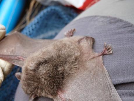 Agentes para la Protección de la Naturaleza del Gobierno de Aragón: Los Ojos de la Ciencia