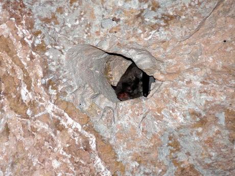 Agentes para la Protección de la Naturaleza del Gobierno de Aragón: Los Ojos de la Ciencia