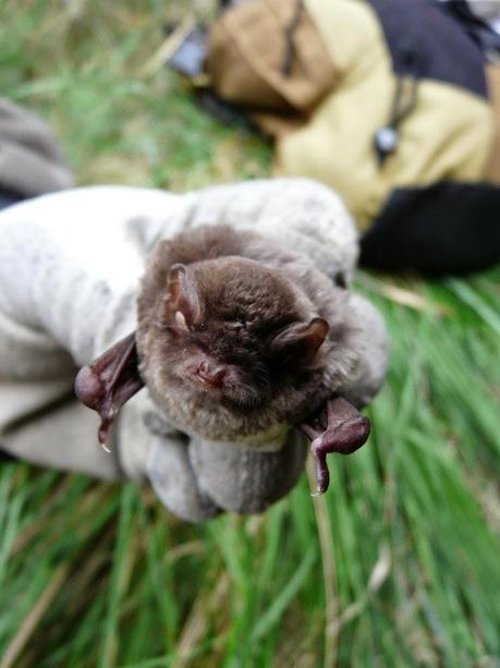 Agentes para la Protección de la Naturaleza del Gobierno de Aragón: Los Ojos de la Ciencia