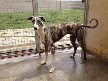 KEIKO, URGENTE SACARLO DE LA PERRERA. (MADRID)