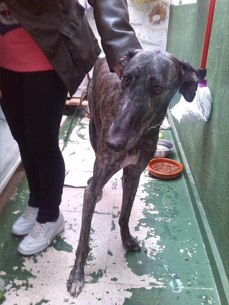 URGENTE ACOGIDA O ADOPCIÓN PARA GALGO.