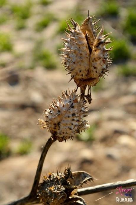 MACRO DEL DÍA: NATURALEZA EN ESTADO PURO
