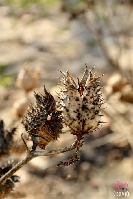 MACRO DEL DÍA: NATURALEZA EN ESTADO PURO