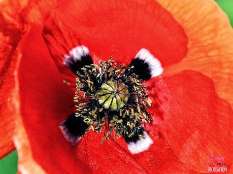MACRO DEL DÍA: NATURALEZA EN ESTADO PURO