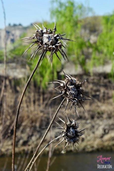 MACRO DEL DÍA: NATURALEZA EN ESTADO PURO