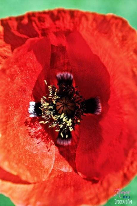 MACRO DEL DÍA: NATURALEZA EN ESTADO PURO