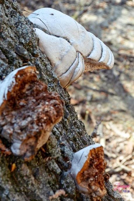 MACRO DEL DÍA: NATURALEZA EN ESTADO PURO