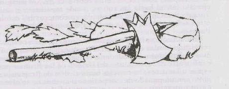 El bosque de las Brumas