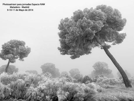 Ikebana para Espacio RAW