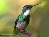 Picaflor garganta blanca (White-throated Hummingbird) Leucochloris albicollis