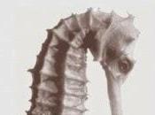 niña faro, Jeanette Winterson