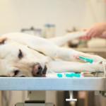 los perros pueden donar sangre