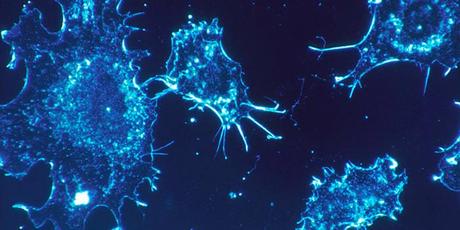 Células troncales, útiles vs Alzheimer y Parkinson