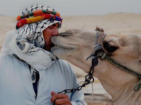 MERS Camellos