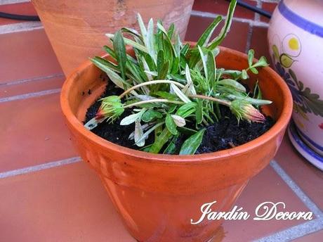 flores-de-gazania-recién sembradas