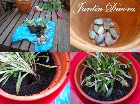 flores-de-gazania-trasplante