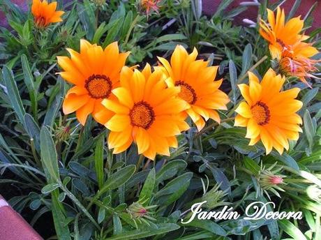 flores-de-gazania-para-mi-jardín